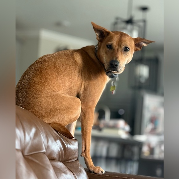 Meet your Posher, Jessica - Picture 4 of 6